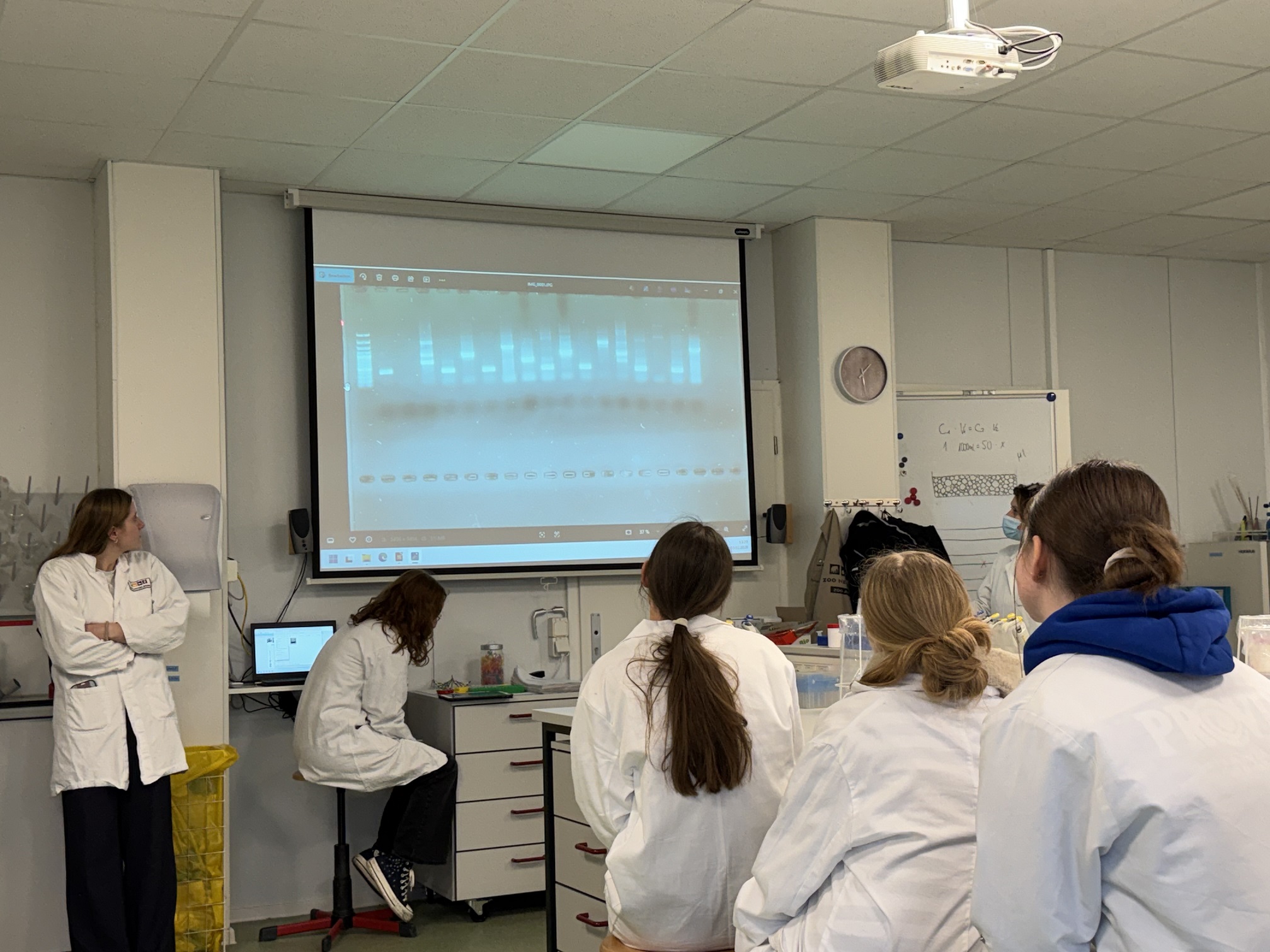 Die Analyse der Bandenmuster